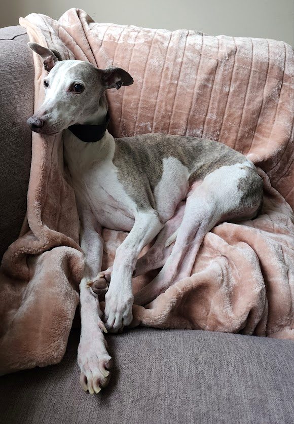 Buddy the whippet snuggled in a blanket