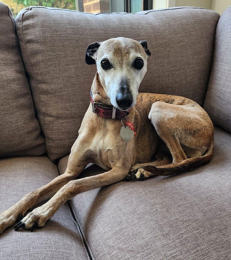 Sweetie the whippet relaxing on the couch