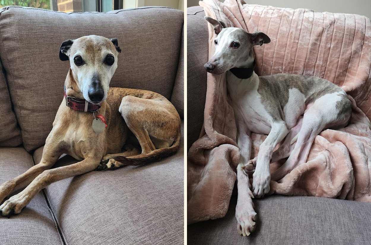 Sweetie and Buddy, Marie's two resident whippets