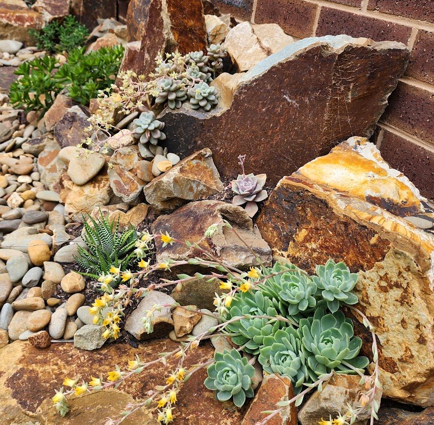 Succulents and stones in Marie's garden