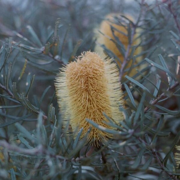 Golden banksia spike