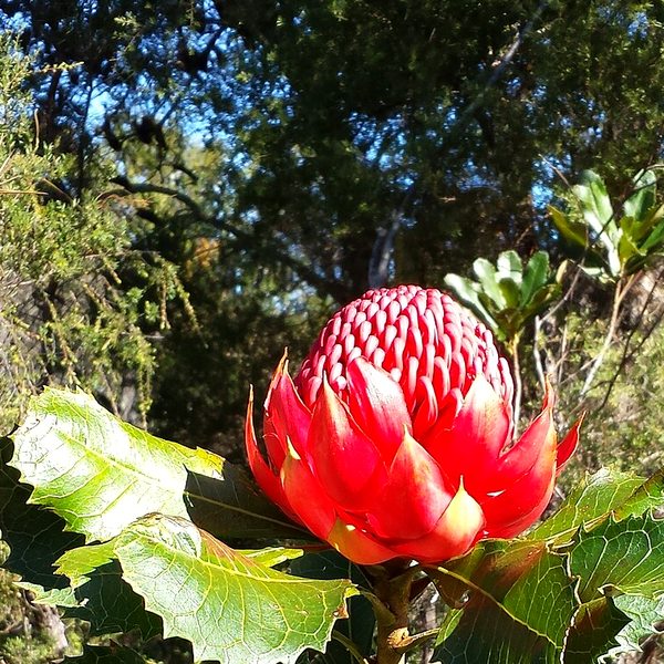 Red waratah flower