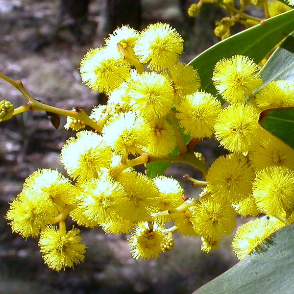 Golden wattle in bloom